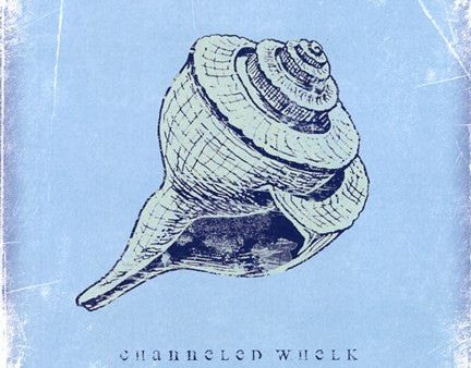 Whelk on Sale