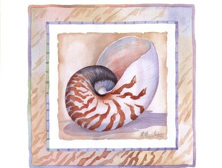 Bordered Shell-Nautilus Cheap